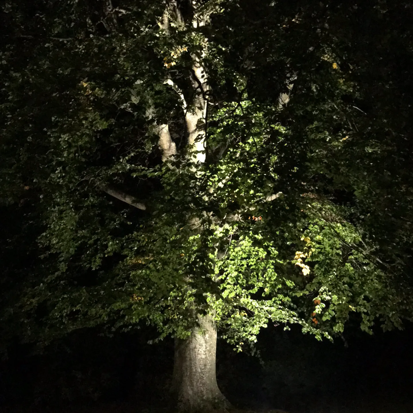 LIGHTSON CASTOR MARKSPOT Online
